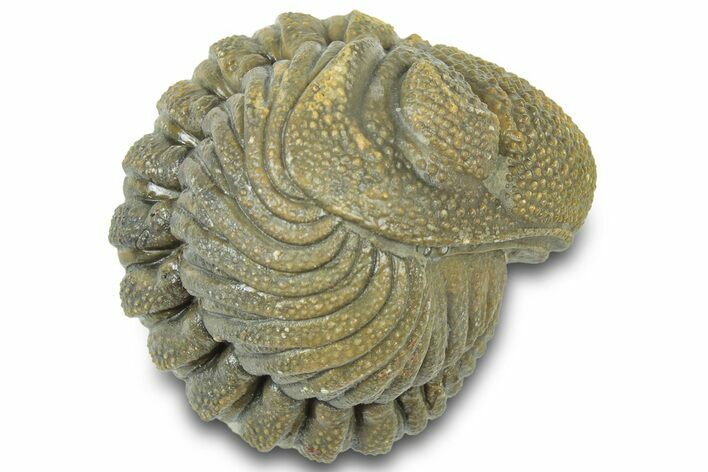 Wide, Bumpy Enrolled Morocops Trilobite - Morocco #310762